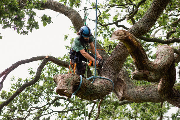 Best Emergency Tree Removal  in USA